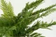 Artificial Leather Fern 1