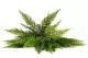 Artificial Leather Fern 3