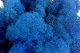 Preserved Reindeer Moss Royal Blue (Bulk Box) 7
