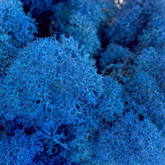 Preserved Reindeer Moss Royal Blue (Bulk Box)