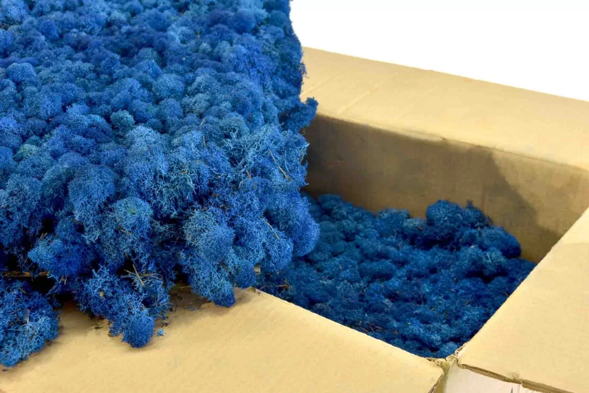 Preserved Reindeer Moss Royal Blue (Bulk Box)