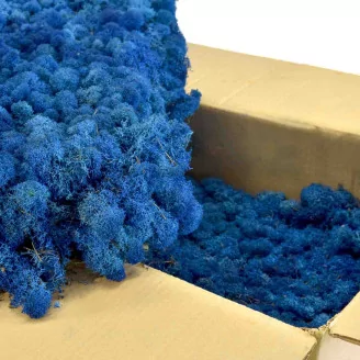 Preserved Reindeer Moss Royal Blue (Bulk Box)