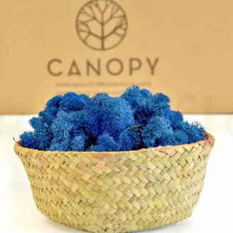 Preserved Reindeer Moss Royal Blue (Bulk Box)