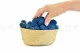 Preserved Reindeer Moss Royal Blue (Bulk Box) 4