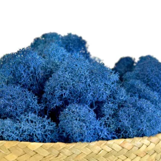 Preserved Reindeer Moss Royal Blue (Bulk Box)