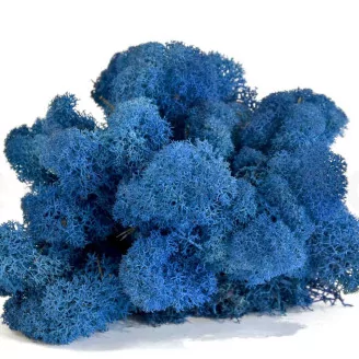 Preserved Reindeer Moss Royal Blue (Bulk Box)