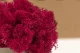 Preserved Reindeer Moss Fuchsia (Box) 8