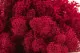 Preserved Reindeer Moss Fuchsia (Box) 5