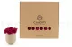 Preserved Reindeer Moss Fuchsia (Box) 7