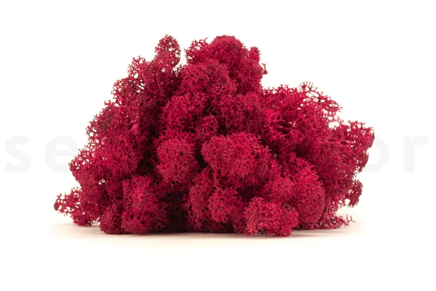Preserved Reindeer Moss Fuchsia (Box)