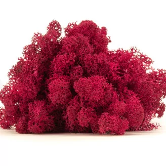 Preserved Reindeer Moss Fuchsia (Box)