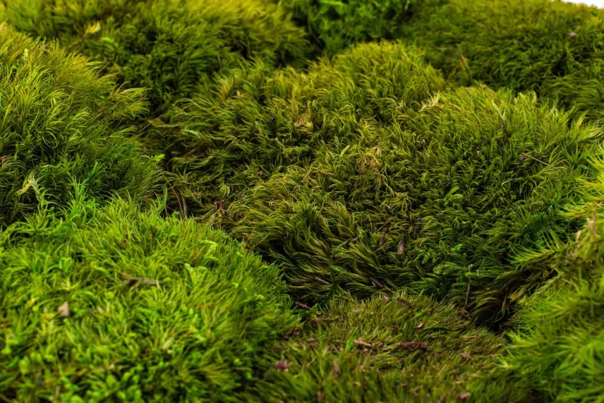 Preserved Mood Moss Light Green (Box)