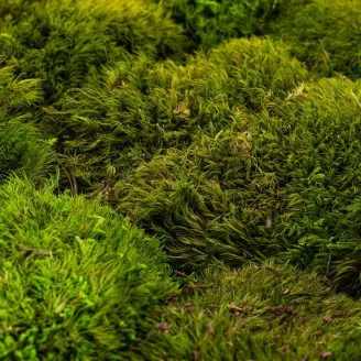 Preserved Mood Moss Light Green (Box)