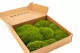 Preserved Mood Moss Light Green (Box) 3