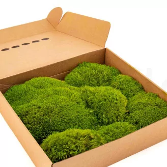 Preserved Mood Moss Light Green (Box)