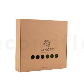 Preserved Mood Moss Light Green (Box)