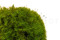 A Box of Mood Moss Light Green for Making Moss Art