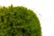 Preserved Mood Moss Light Green (Box) 9