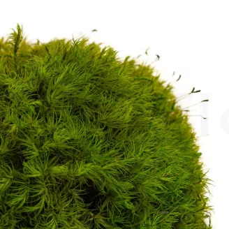 Preserved Mood Moss Light Green (Box)