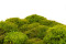 A Box of Mood Moss Light Green for Making Moss Art