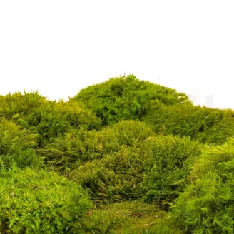 Preserved Mood Moss Light Green (Box)