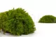 Preserved Mood Moss Light Green (Box) 6