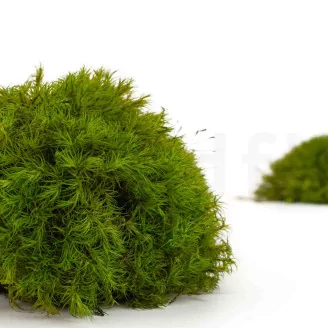 Preserved Mood Moss Light Green (Box)