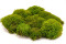 A Box of Mood Moss Light Green for Making Moss Art