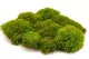 Preserved Mood Moss Light Green (Box) 4