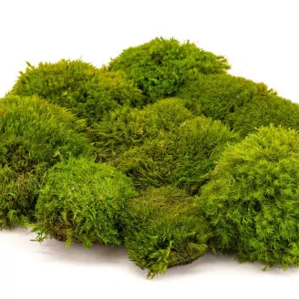 Preserved Mood Moss Light Green (Box)