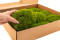 A Box of Mood Moss Light Green for Making Moss Art