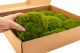 Preserved Mood Moss Light Green (Box) 7