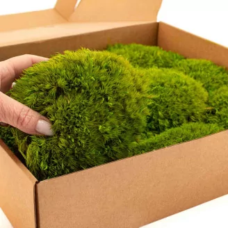 Preserved Mood Moss Light Green (Box)