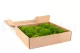 Preserved Pole Moss Light Green (Box) 2