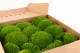 Preserved Pole Moss Light Green (Box) 5