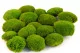 Preserved Pole Moss Light Green (Box) 3