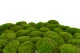 Preserved Mini Pole Moss Light Green (Box) 1