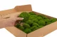 Preserved Mini Pole Moss Light Green (Box) 5