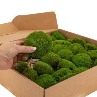 Preserved Mini Pole Moss Light Green (Box)