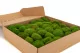 Preserved Mini Pole Moss Light Green (Box) 3