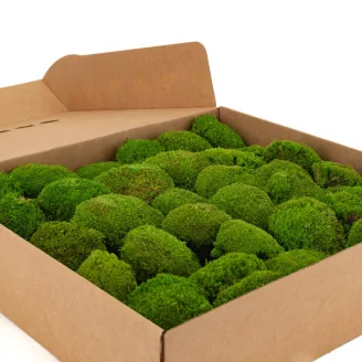 Preserved Mini Pole Moss Light Green (Box)