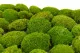 Preserved Mini Pole Moss Light Green (Box) 6