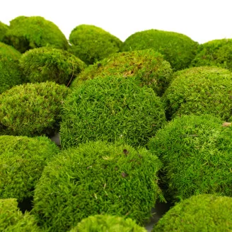 Preserved Mini Pole Moss Light Green (Box)
