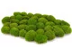 Preserved Mini Pole Moss Light Green (Box) 4