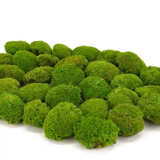 Preserved Mini Pole Moss Light Green (Box)
