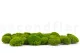 Preserved Mini Pole Moss Light Green (Box) 8