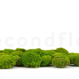 Preserved Mini Pole Moss Light Green (Box)