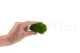 Preserved Mini Pole Moss Light Green (Box) 7