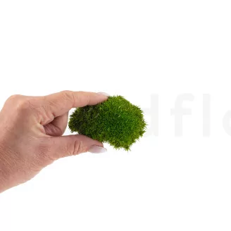 Preserved Mini Pole Moss Light Green (Box)