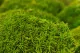 Preserved Mini Pole Moss Light Green (Box) 9